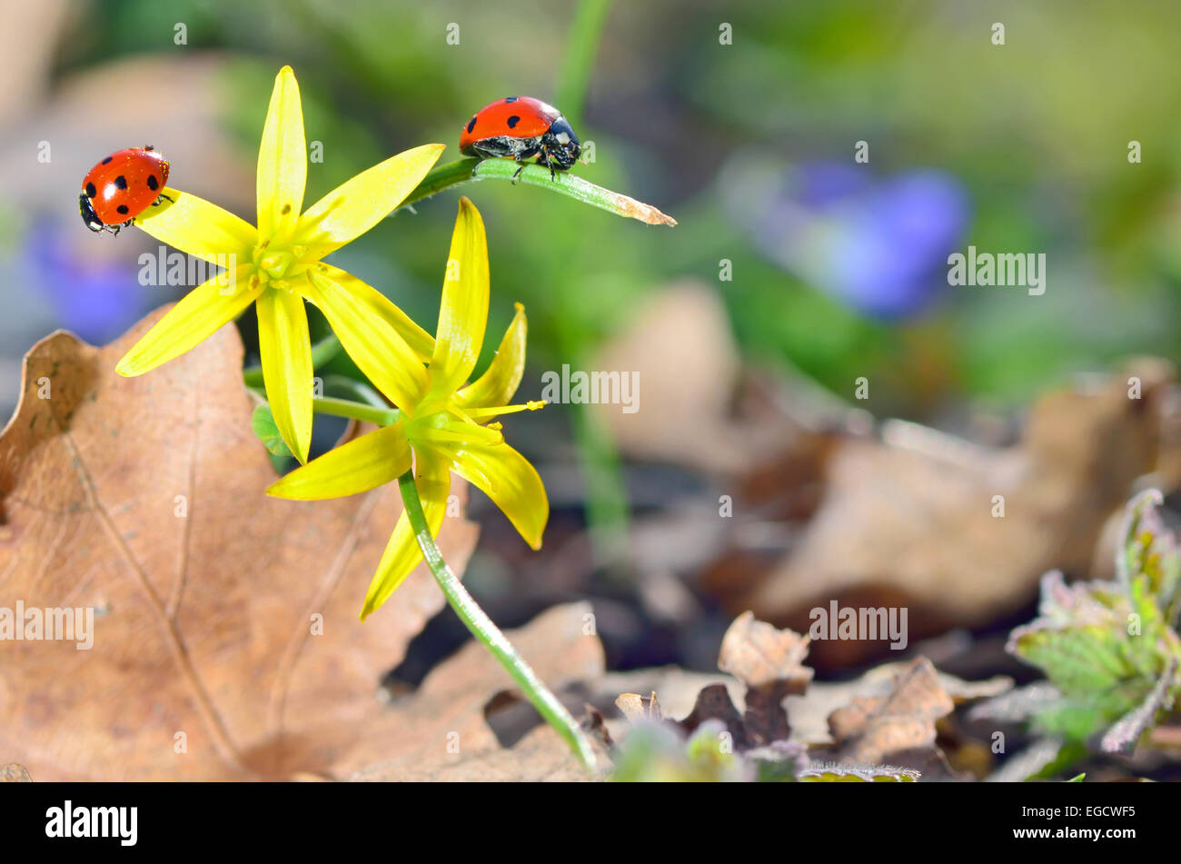 Ladybugs (Coccinella) on yellow flower petal Stock Photo