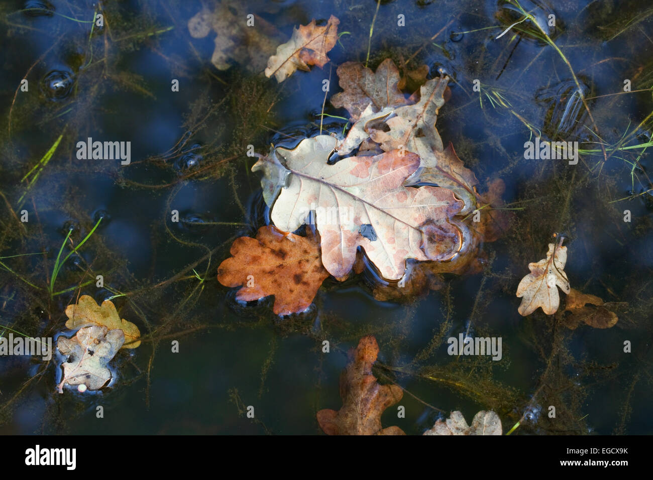 Oak (Quercus robur).  Autumn, wind blown leaves floating on water surface within a drainage ditch. Stock Photo