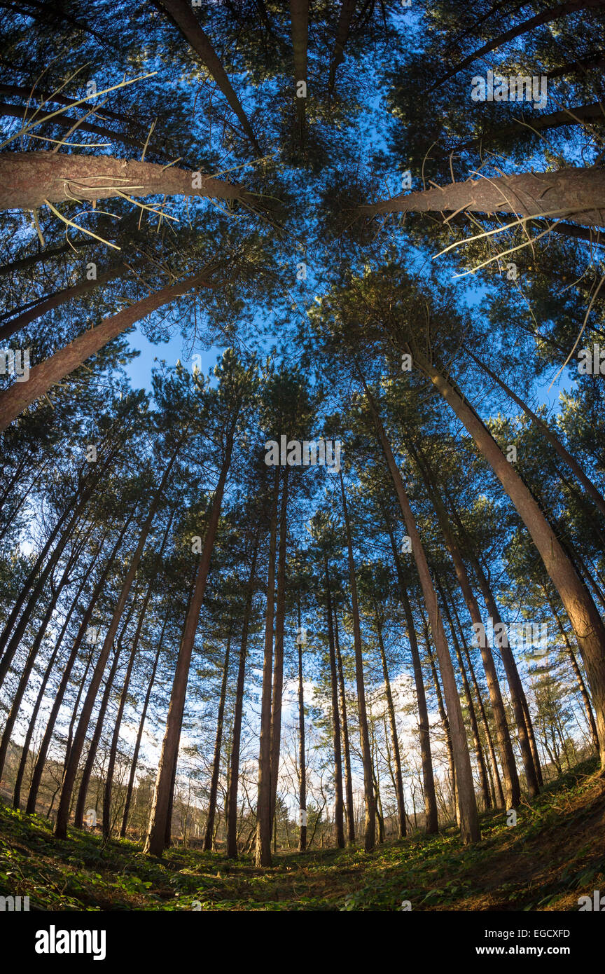 Tall conifers or pine trees in Sherwood forest, Nottinghamshire, England. Stock Photo
