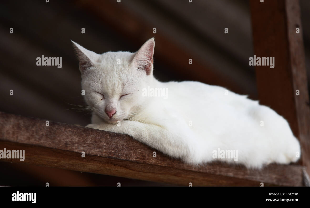White cat portrait Stock Photo - Alamy