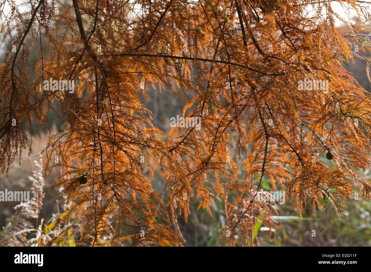 Swamp Cypress (Taxodium distichum). Autumn or Fall foliage. Introduced specimen. UK. Calthorpe Broad. NNR. SSSI. RAMSAR. Stock Photo