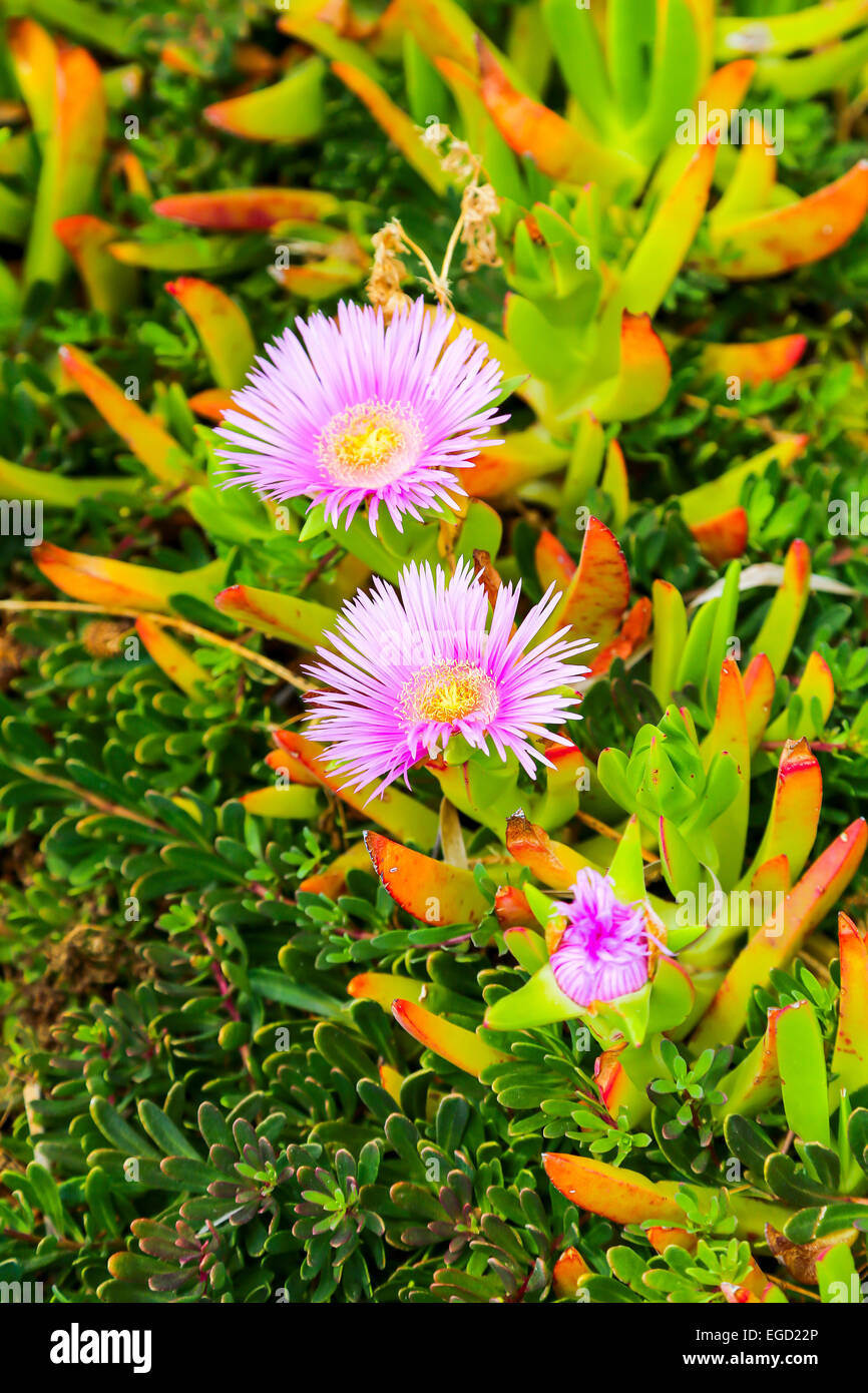 The pink flower Carpobrotus acinaciformis around beaches in Cyprus Stock Photo