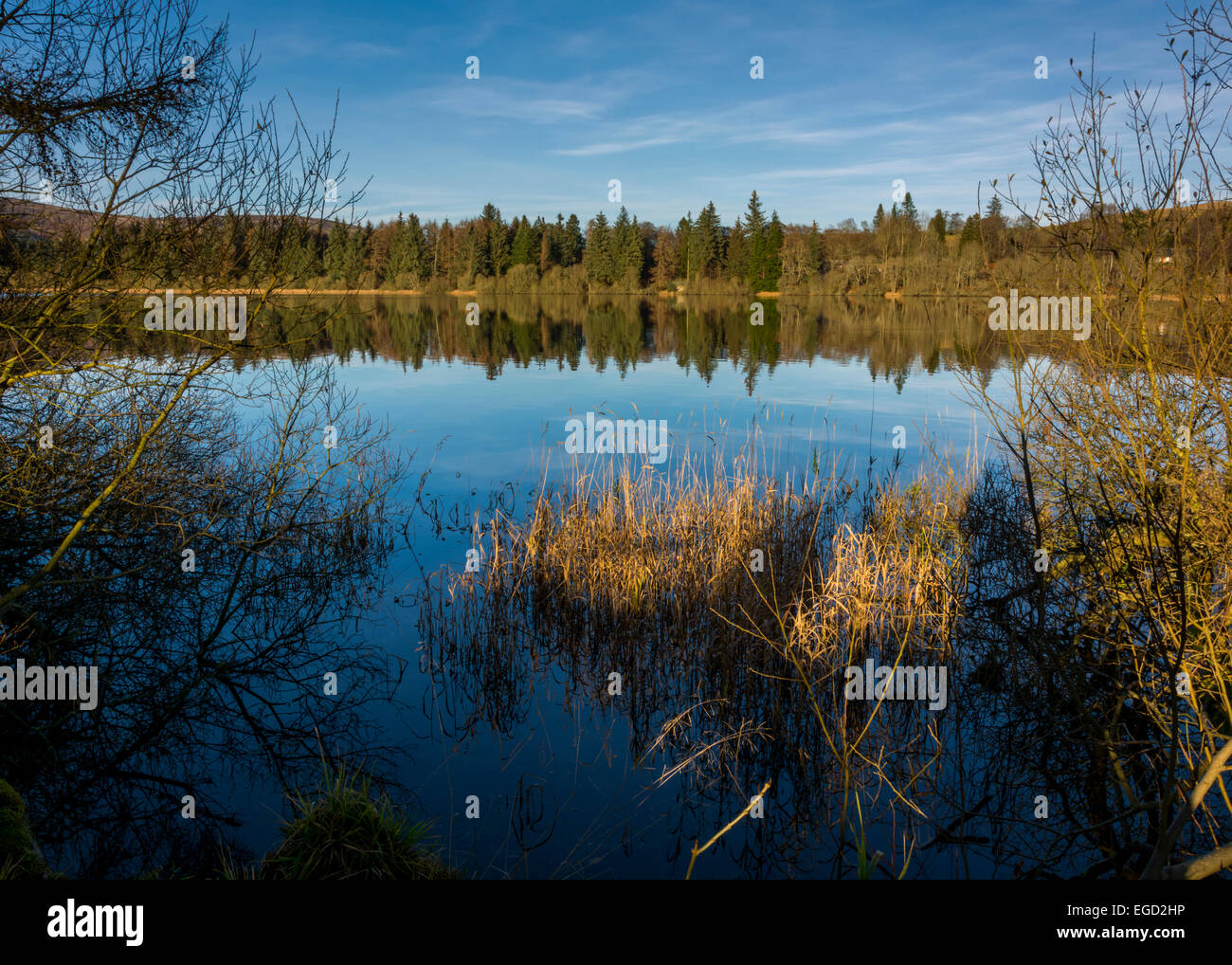 Lintrathen Wildlife Reserve, Kirriemuir, Tayside, Scotland, United Kingdom Stock Photo