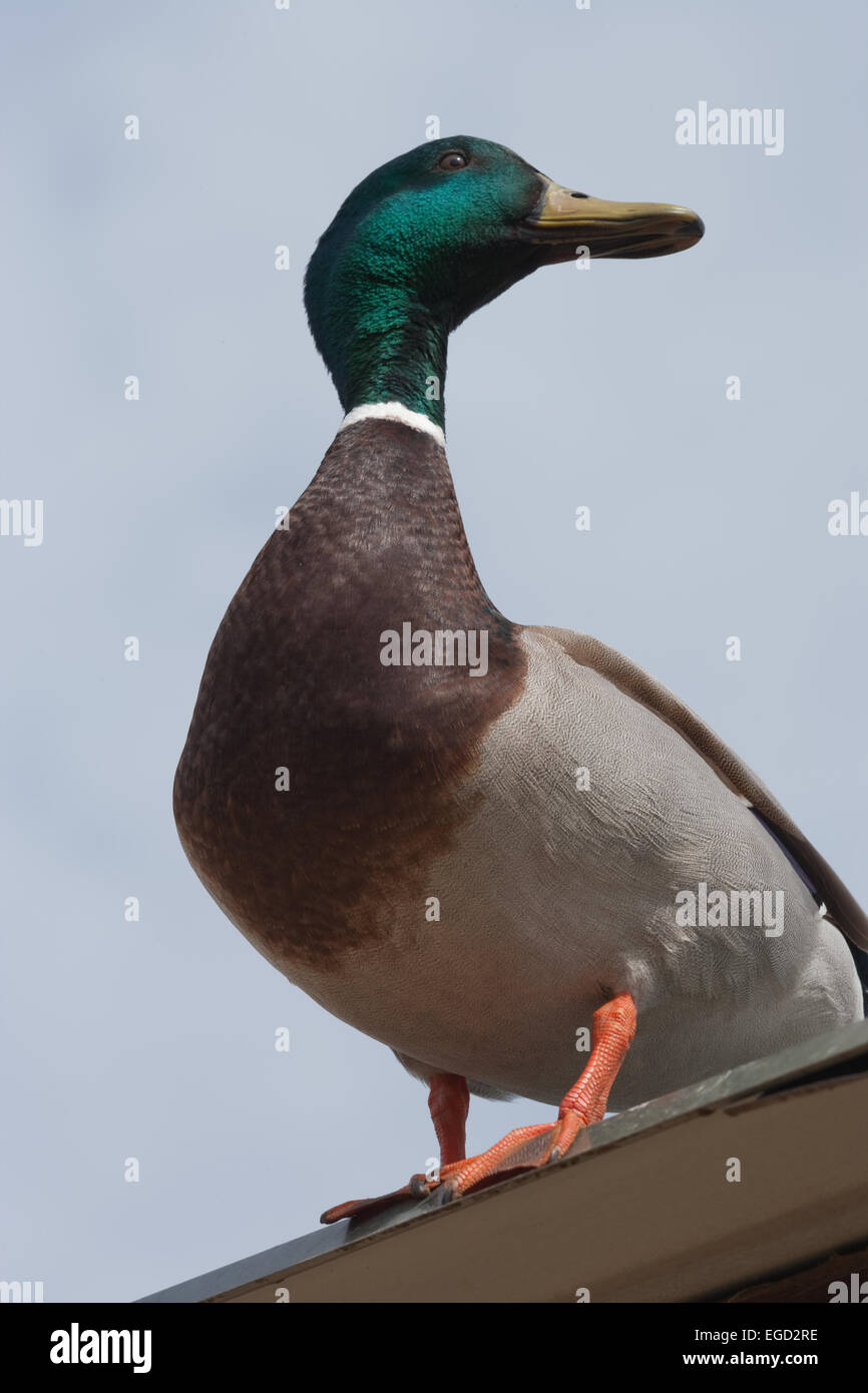 Left ducks hi res stock photography and images Page 3 Alamy