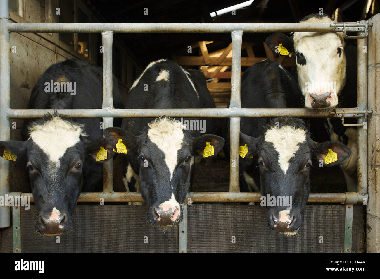Cows on a farm in a barn sticking their heads through the fence and