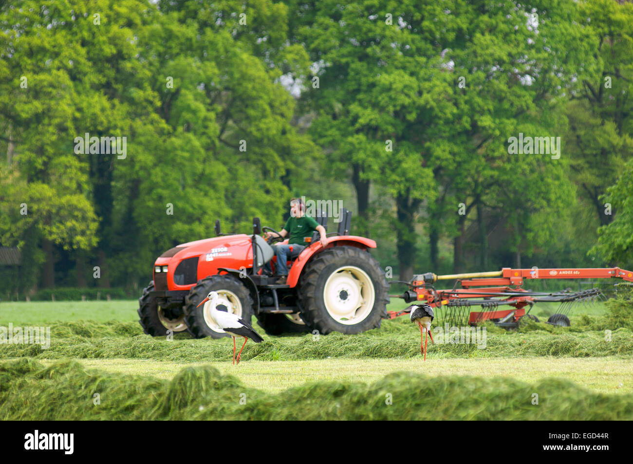 Two storks looking for food in places where a farmer on his tractor has been mowing the grass Stock Photo