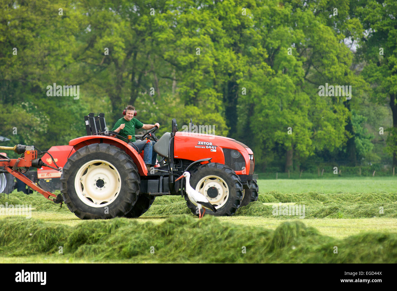 A farmer on his tractor is looking at a Stork who is looking for food in places where a tractor has been mowing the grass Stock Photo