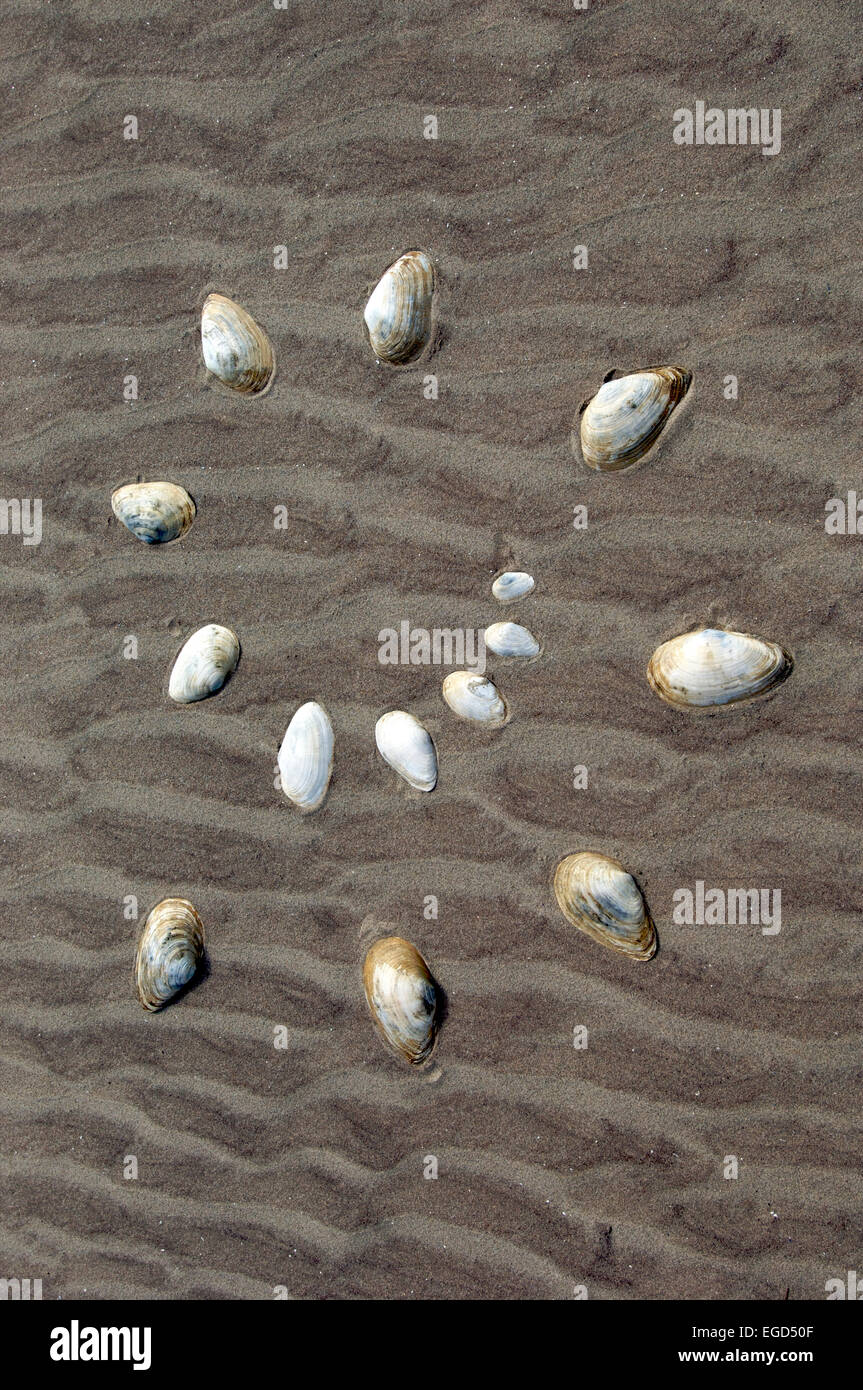 Shells on a beach in a spiral Stock Photo