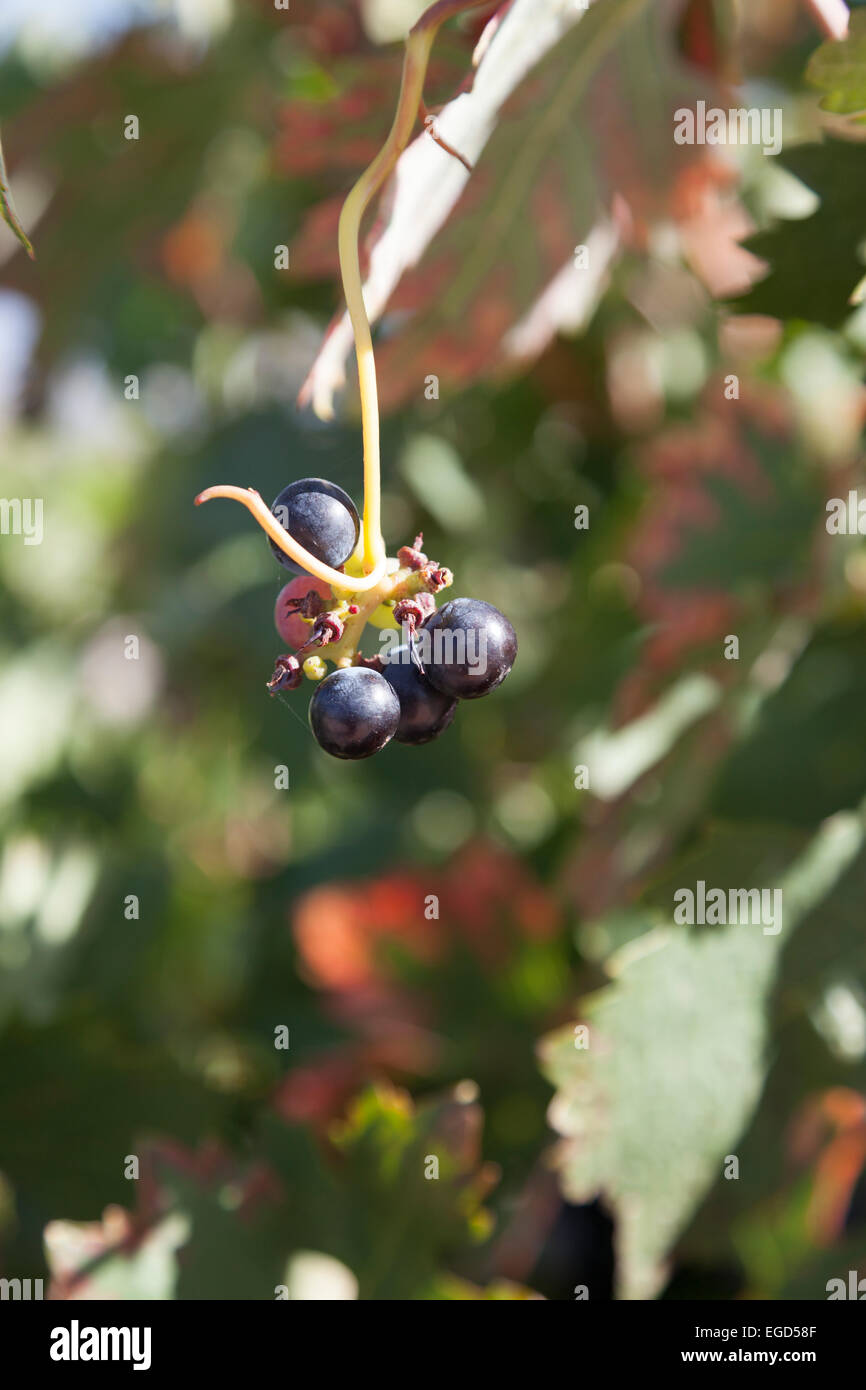 Grapes Tempranillo is the grape variety that forms the backbone of