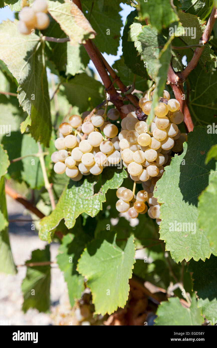 Grapes : Albarino. Rias Baixas Stock Photo - Alamy