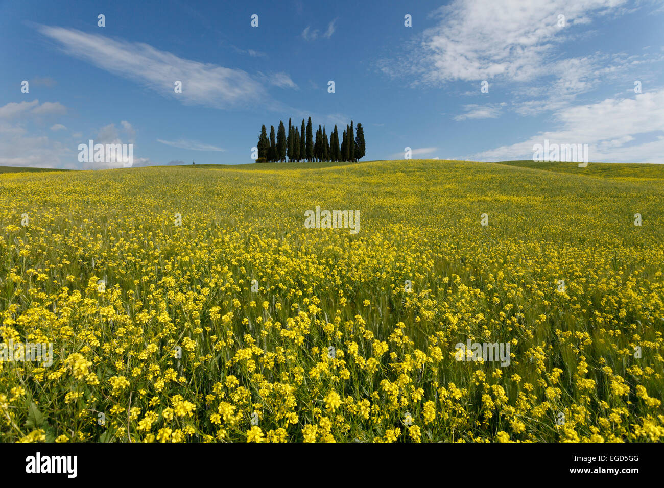 Typical Tuscan landscape with cypress grove and yellow rape field ...