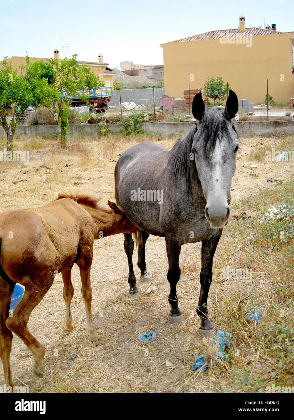 Foal horse mom brown hires stock photography and images Alamy