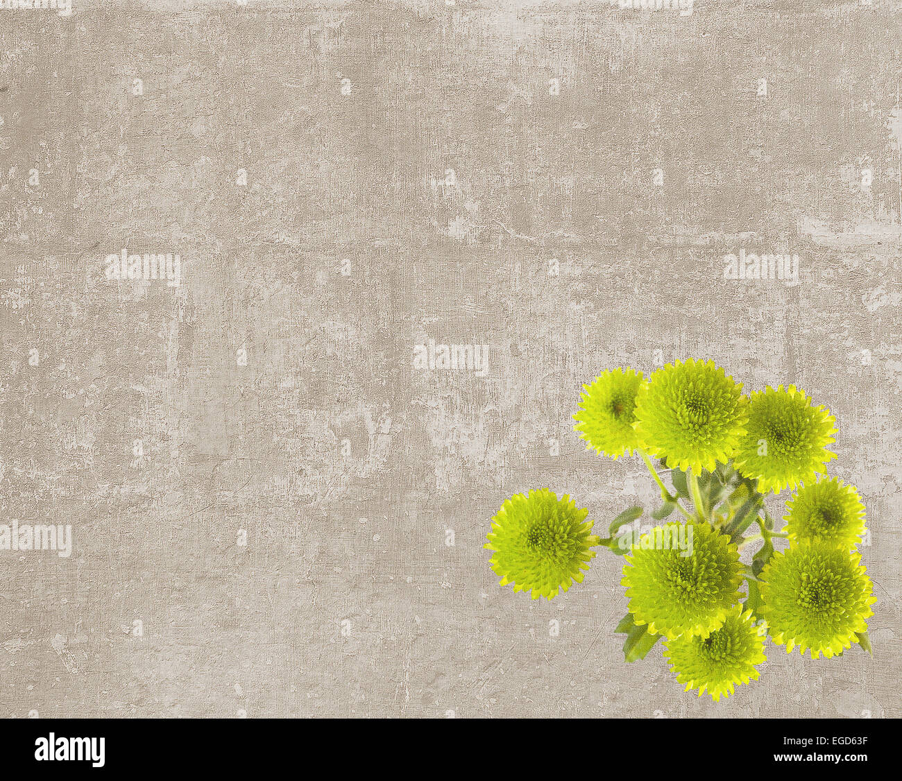 Green button mums hi-res stock photography and images - Alamy