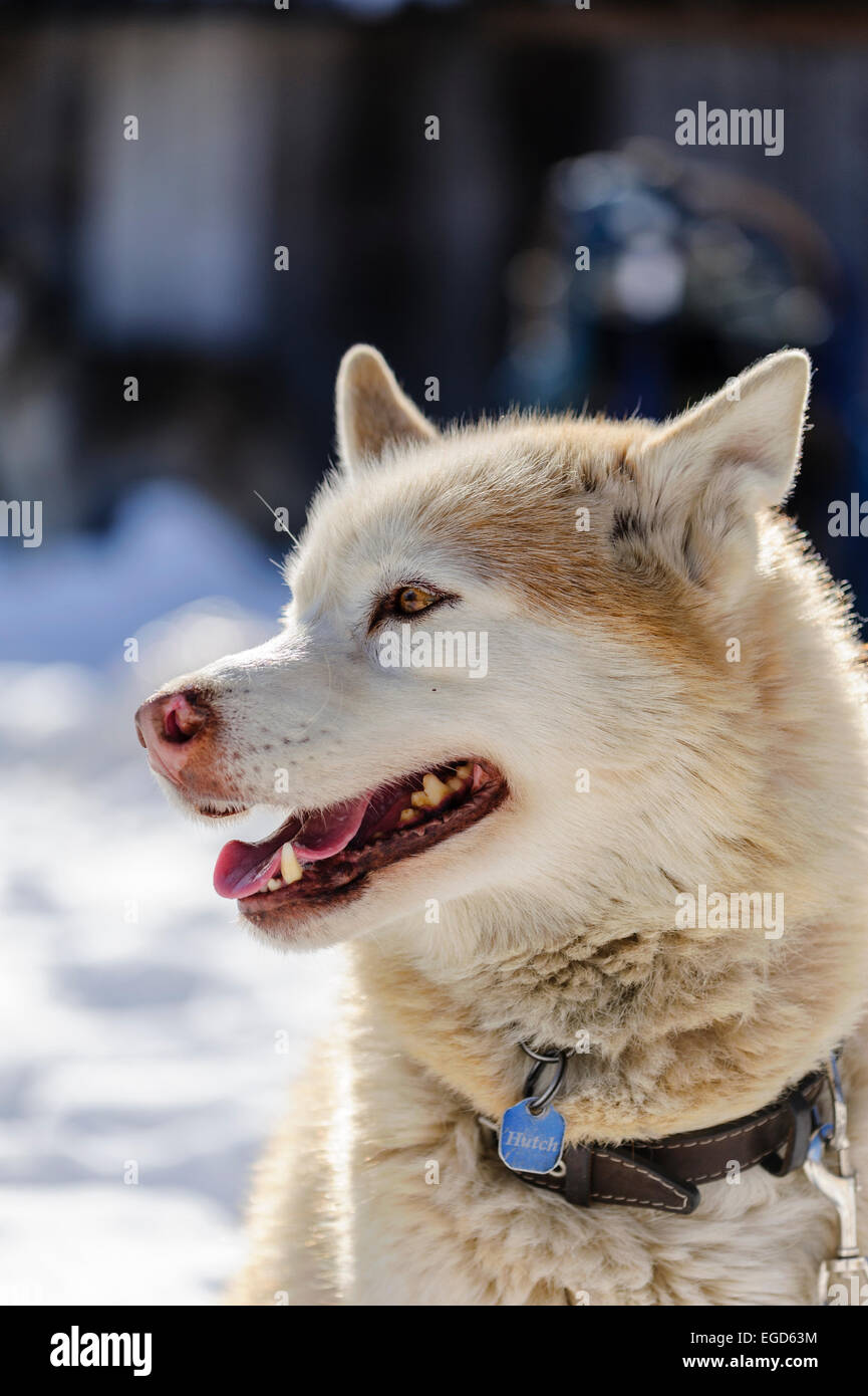 Red white siberian husky dog portrait at a sleddog competition Stock Photo