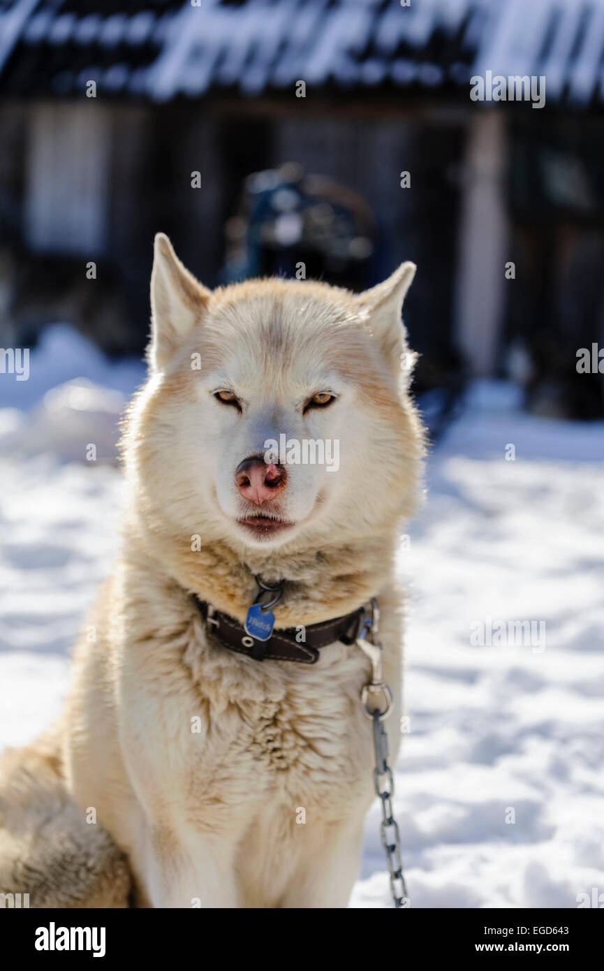Red white siberian husky dog portrait at a sleddog competition Stock Photo
