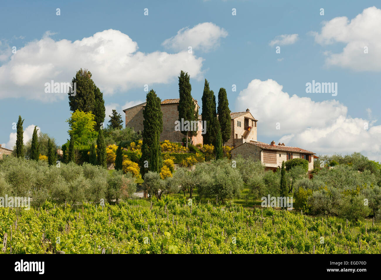 Vineyard and country manor near San Gimignano, province of Siena, Tuscany, Italy, Europe Stock Photo