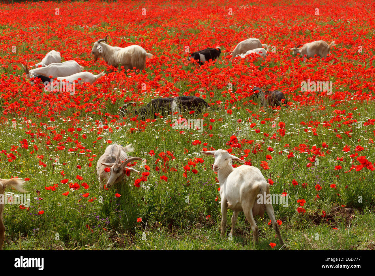 Goats in a red poppy field, near Massa Marittima, province of Grosseto, Tuscany, Italy, Europe Stock Photo
