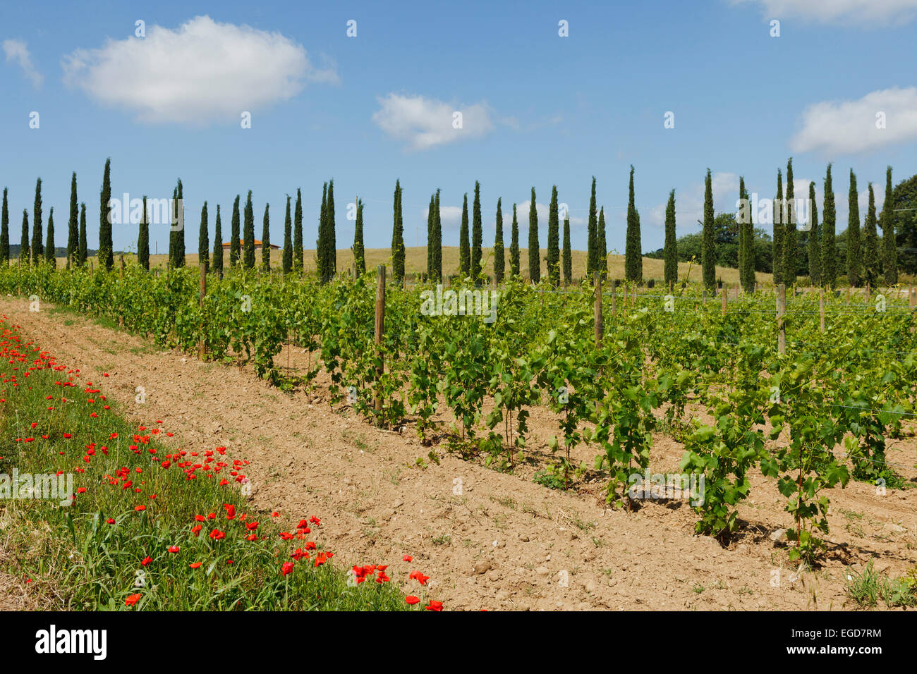 Cypresses and poppies in a vineyard near Montiano, near Magliano in Toskana, province of Grosseto, Tuscany, Italy, Europe Stock Photo