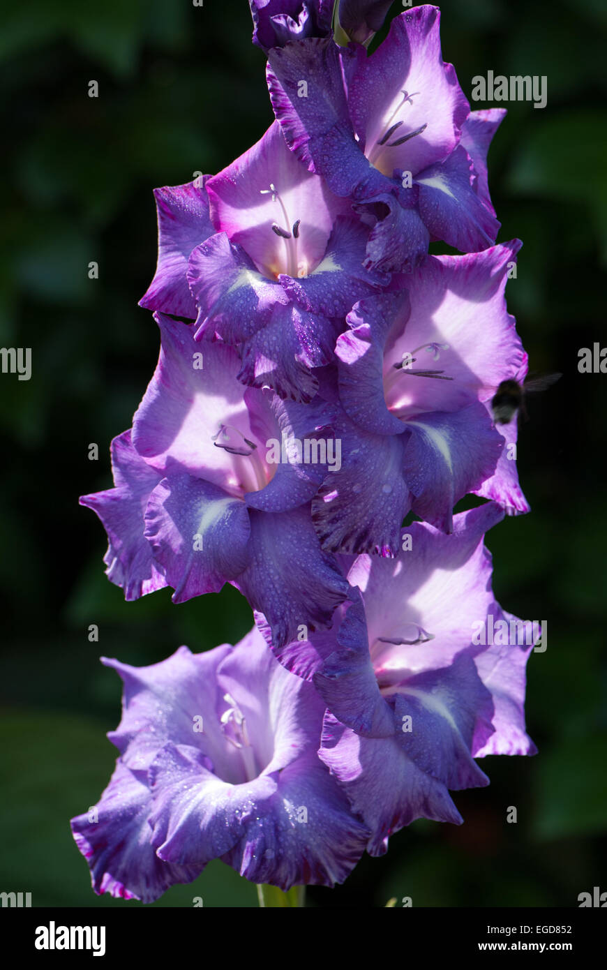 Gladioli 'Blue Isle' Stock Photo Alamy