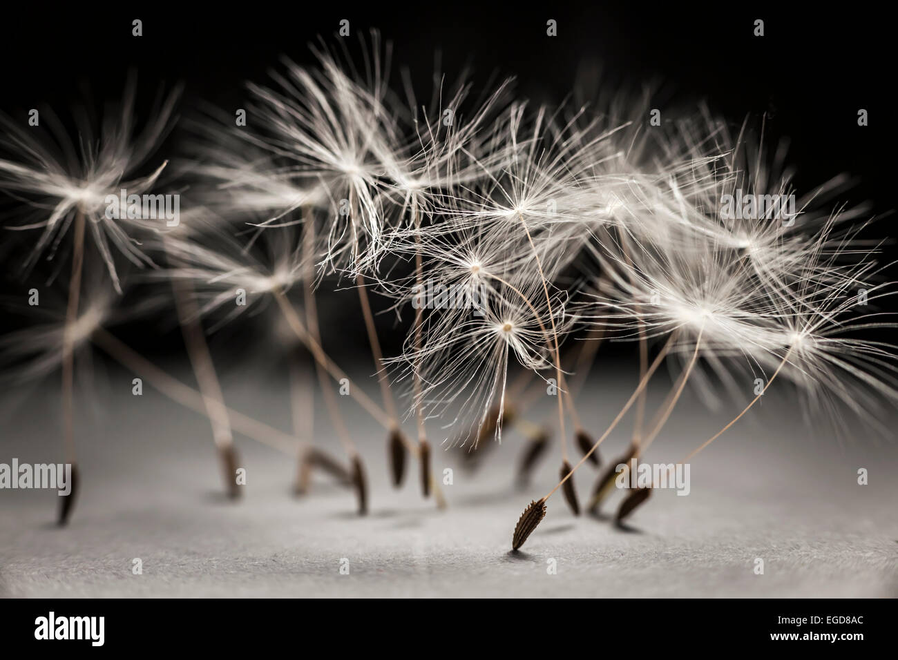Macro closeup of dandelion seeds standing up on gray and black background Stock Photo