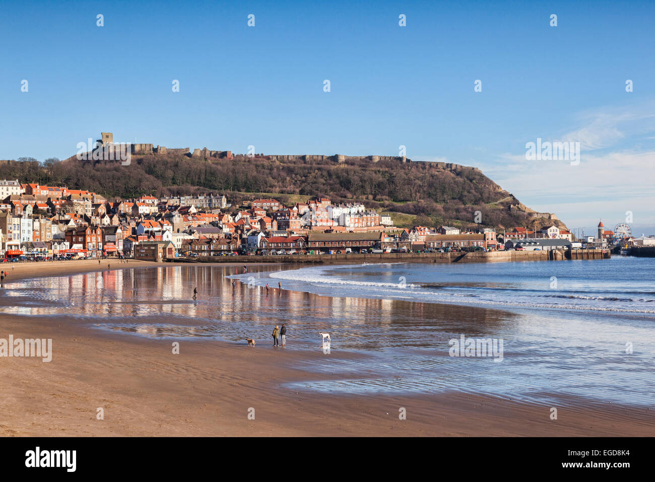 A bright winter day in Scarborough, North Yorkshire, England, UK, a view over the beach to the castle, with people walking dogs. Stock Photo