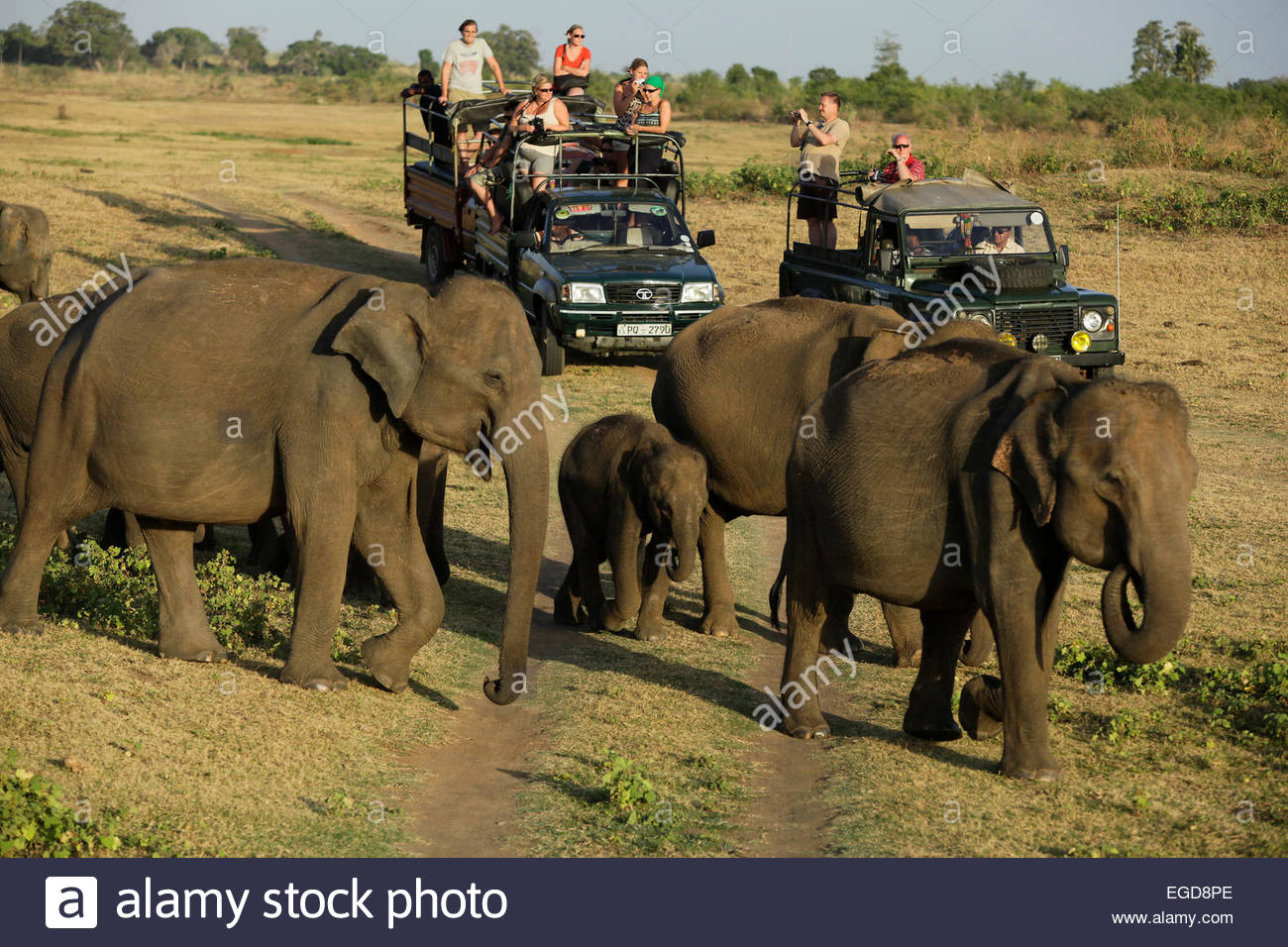 Udawalawe National Park Safari Stock Photos Udawalawe National