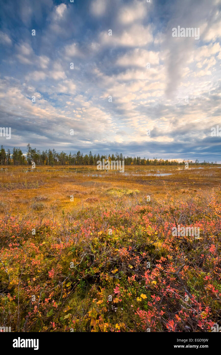 Moorland in Muddus National Park in Autumn, Lapland, Sweden Stock Photo