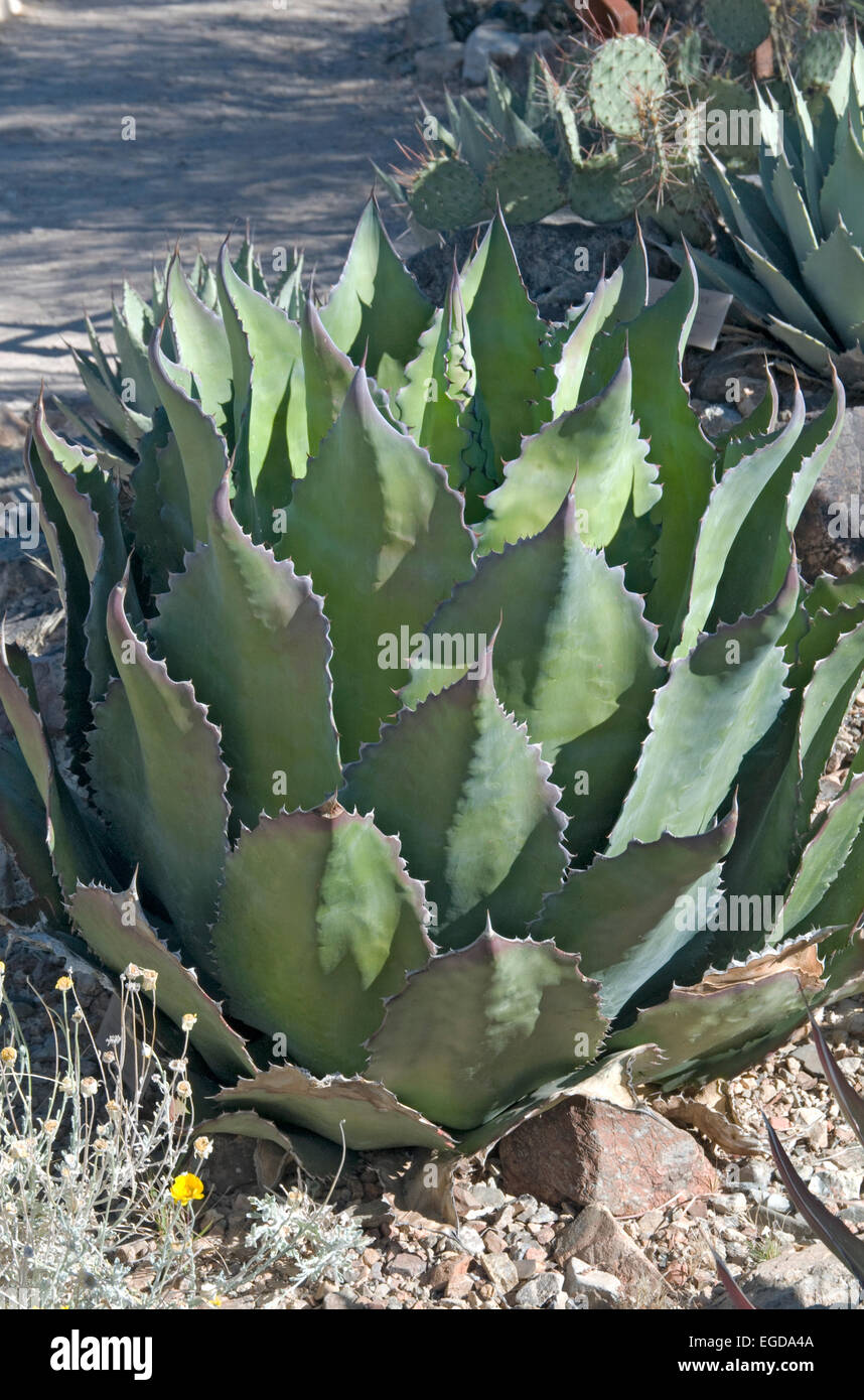 Agave bovicornuta hi-res stock photography and images - Alamy