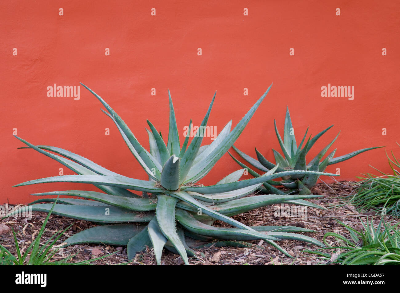Agave  against Stucco wall - 2 Stock Photo