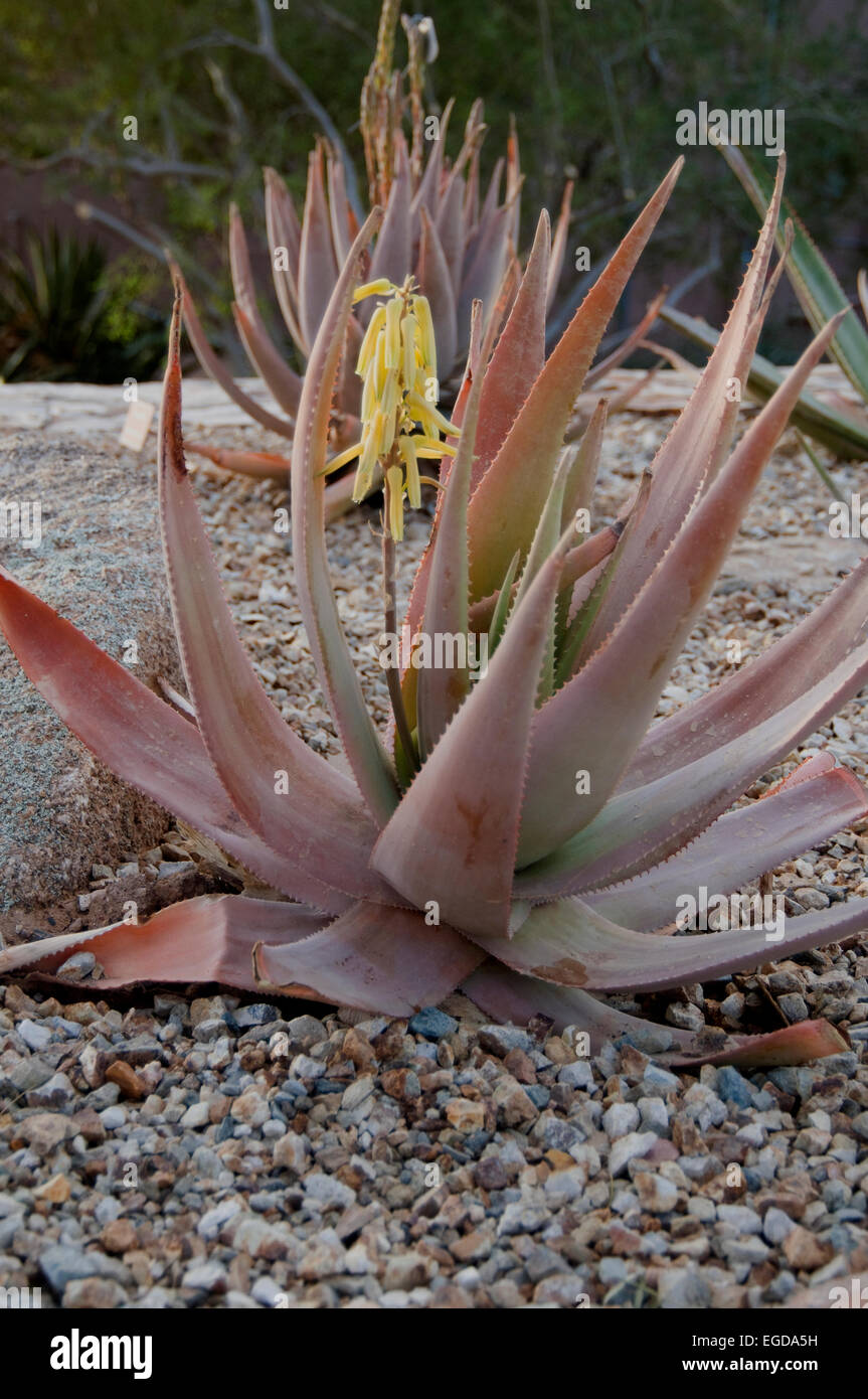 Aloe vacillans, Succulent, Stock Photo