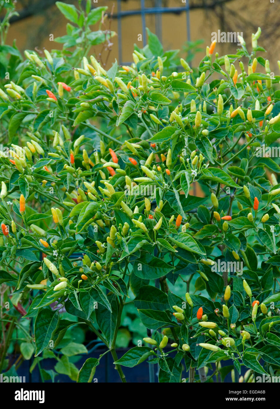 Capsicum frutescens  Tabasco, Stock Photo