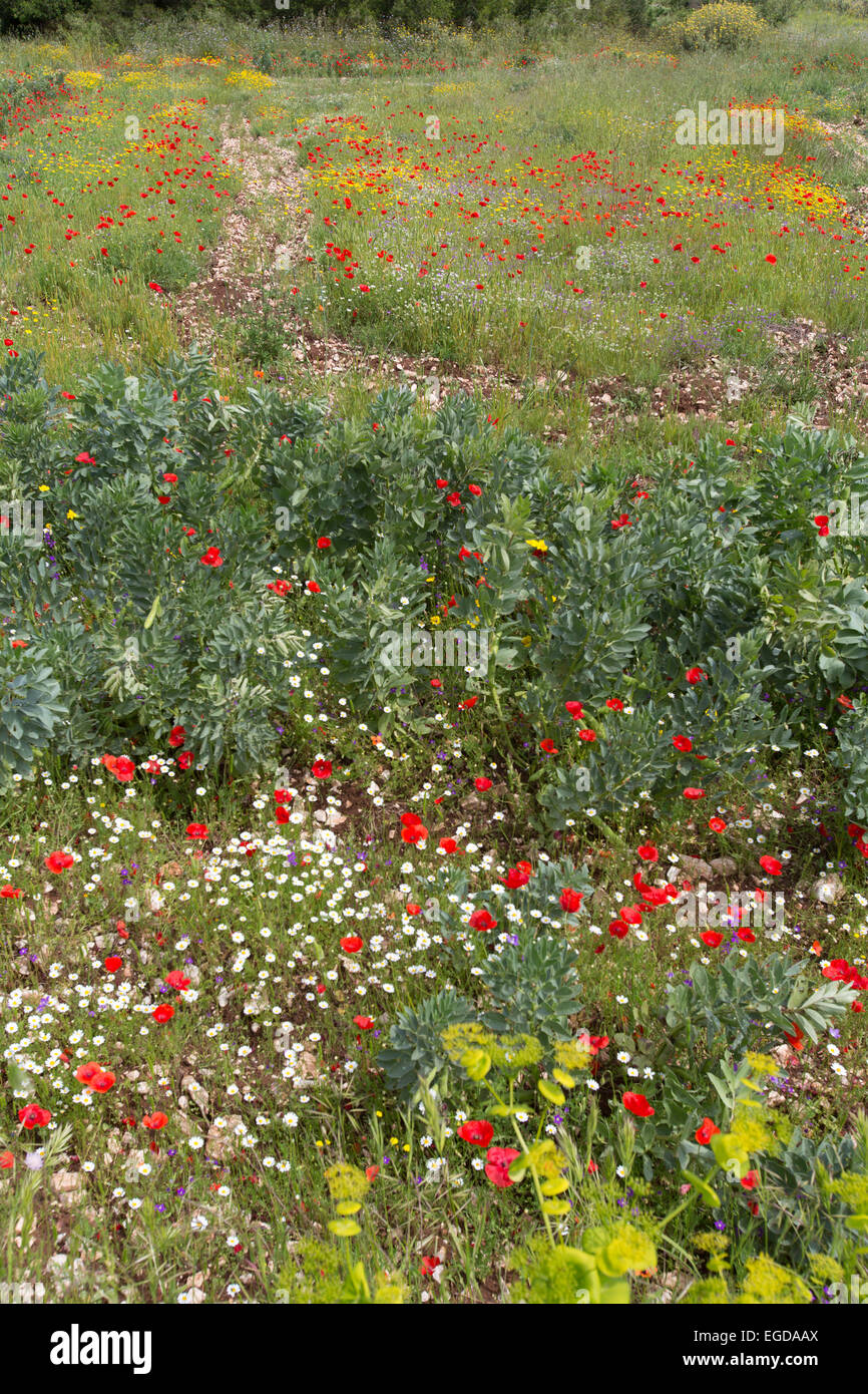 Village of Psilithrias, Kefalonia. Picturesque view of a vegetable ...