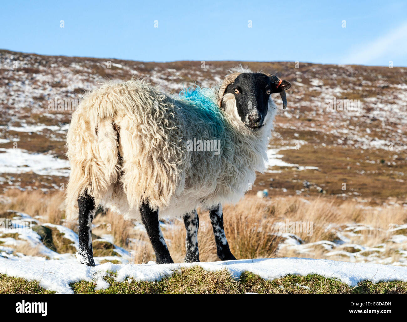 Swaledale sheep on Crossley side in Little Fryup Dale, near Danby Stock Photo