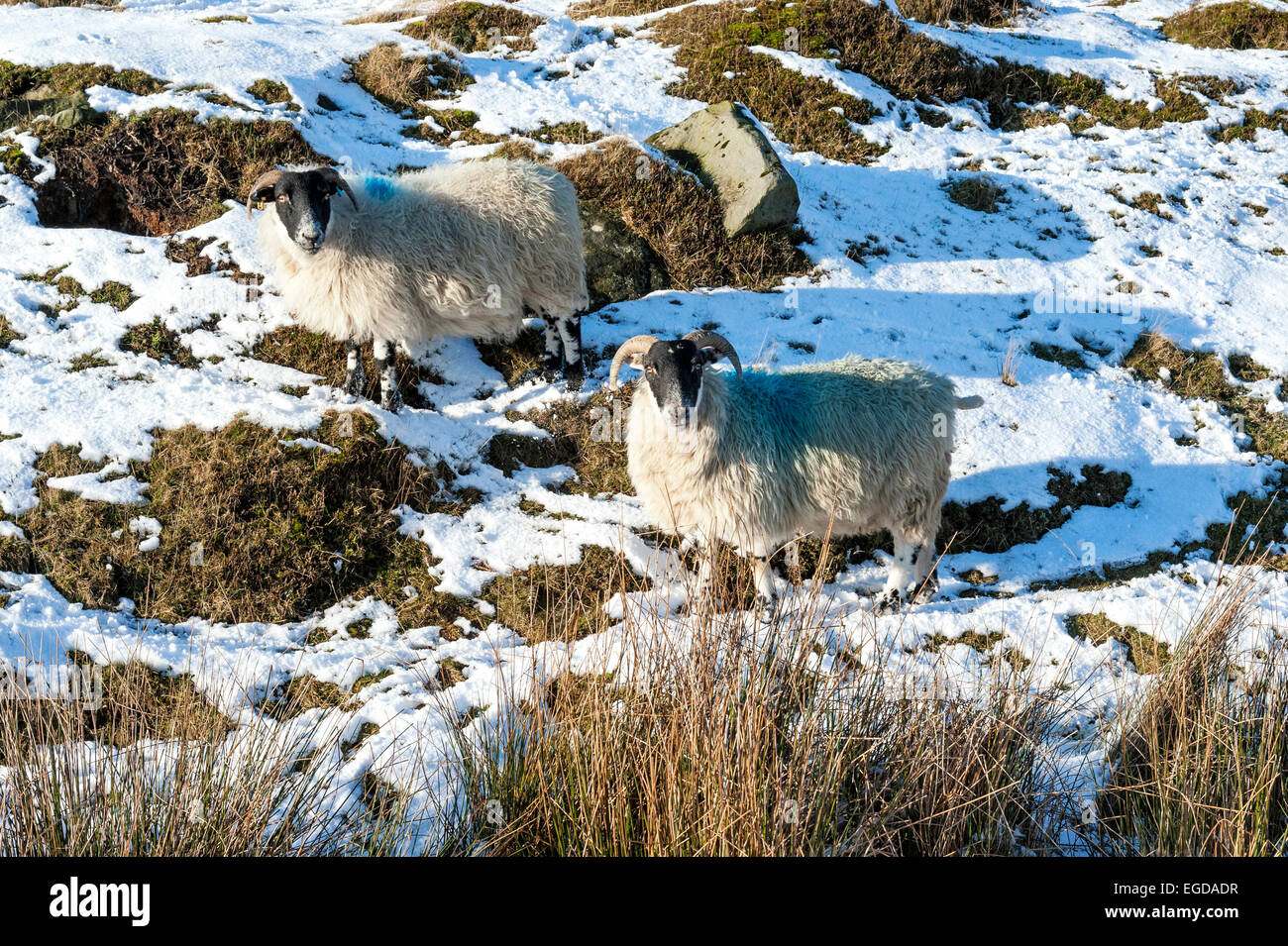 Swaledale sheep on Crossley side in Little Fryup Dale, near Danby Stock Photo