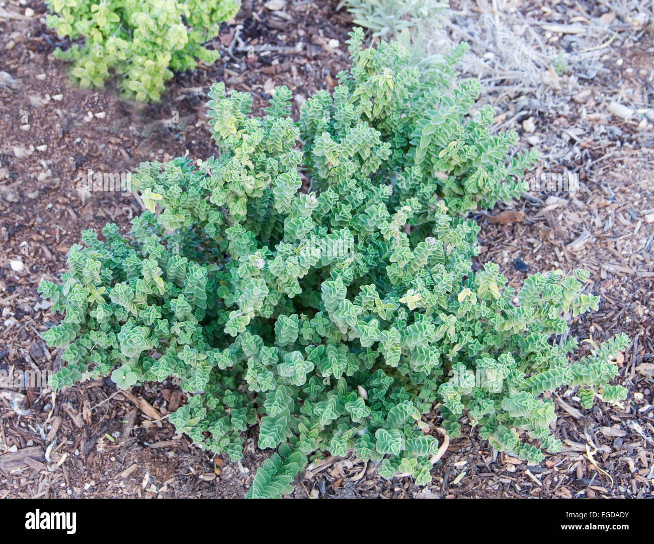 Cretan oregano , Italian Oregano , herb, Origanum onites Stock Photo