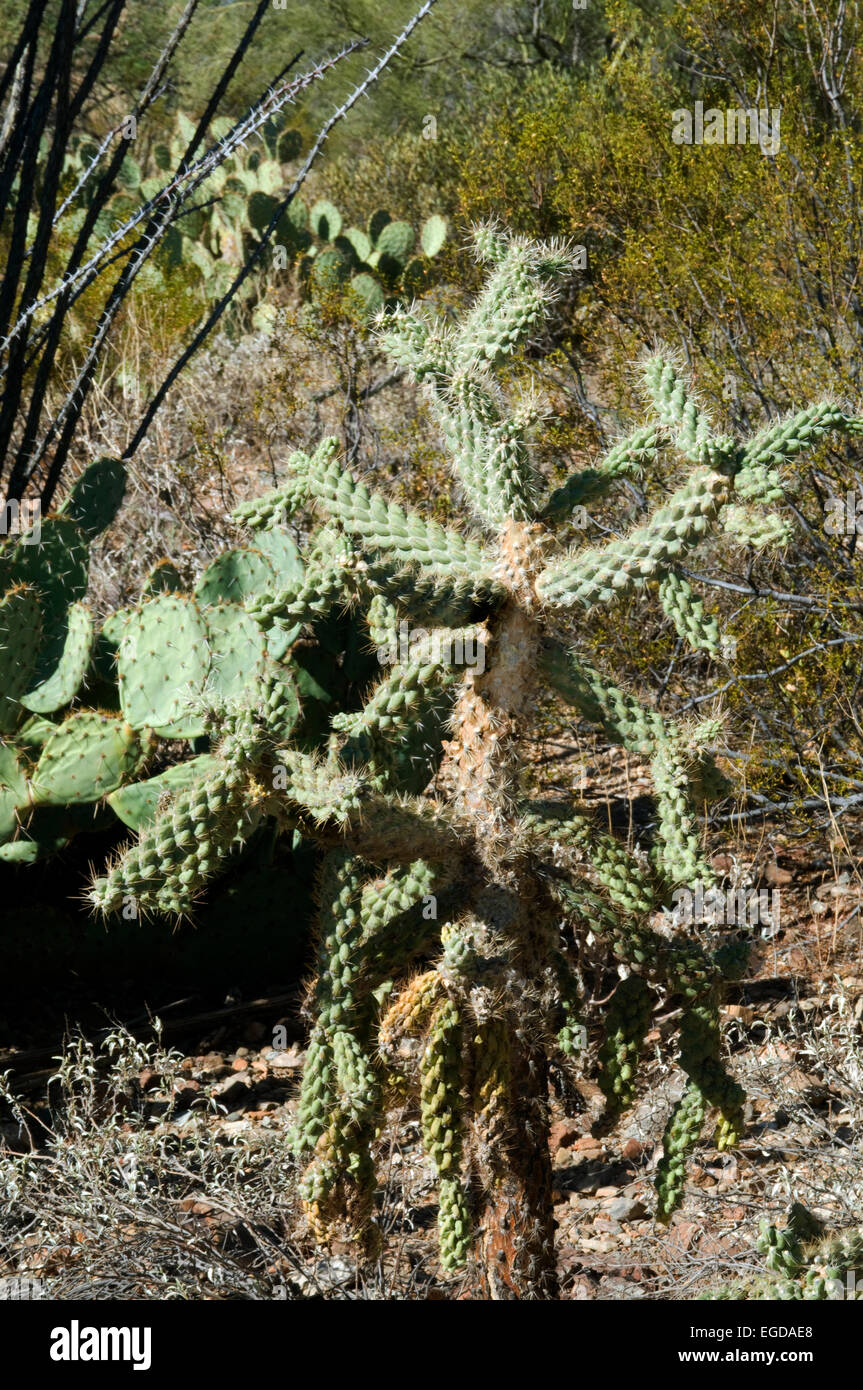 Cylindropuntia fulgida jumping or , hanging chain cholla Stock Photo
