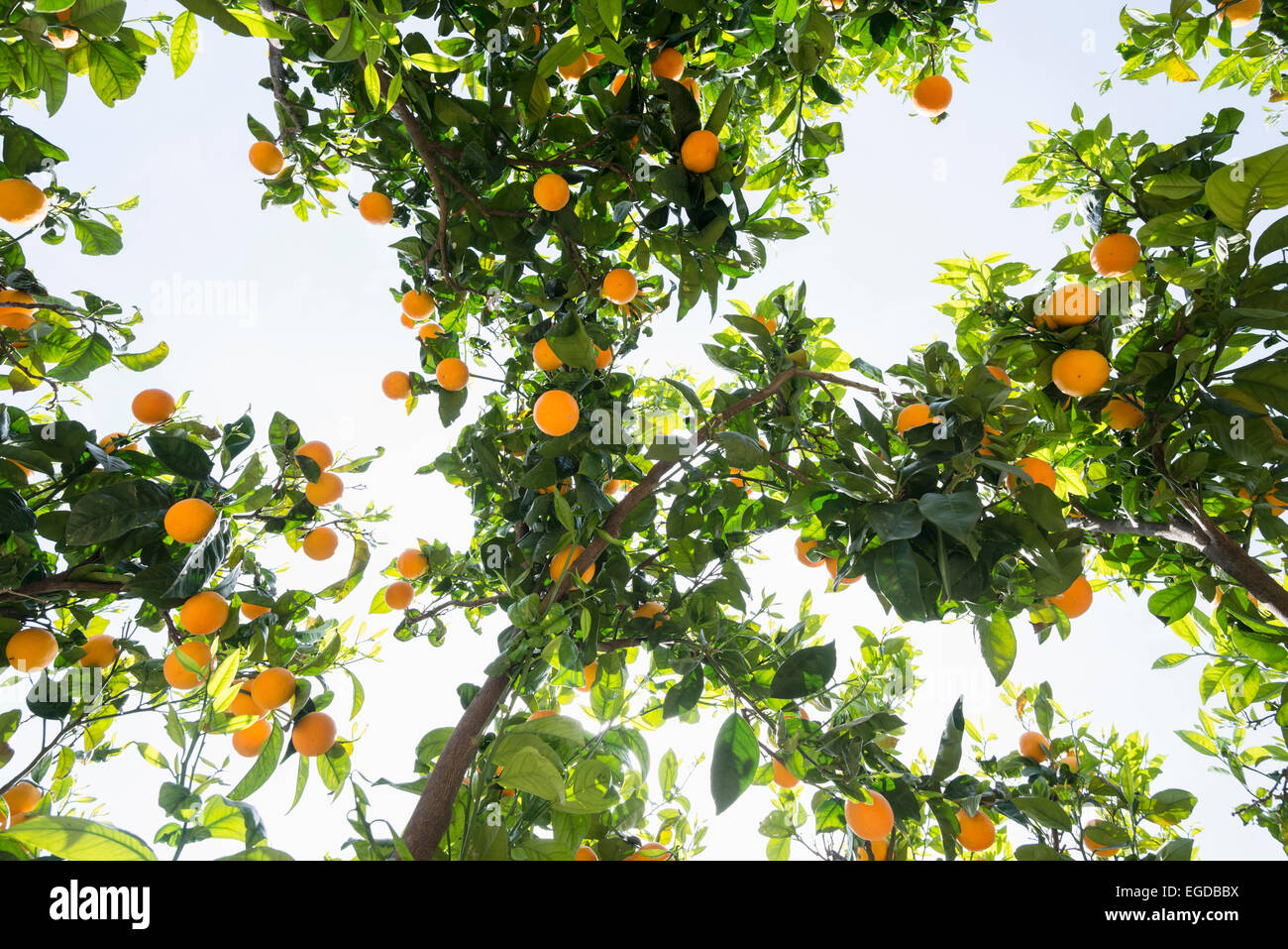 Orange trees, Soller, Majorca, Spain Stock Photo