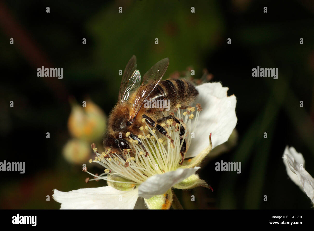 Honey Bee collecting nectar Stock Photo