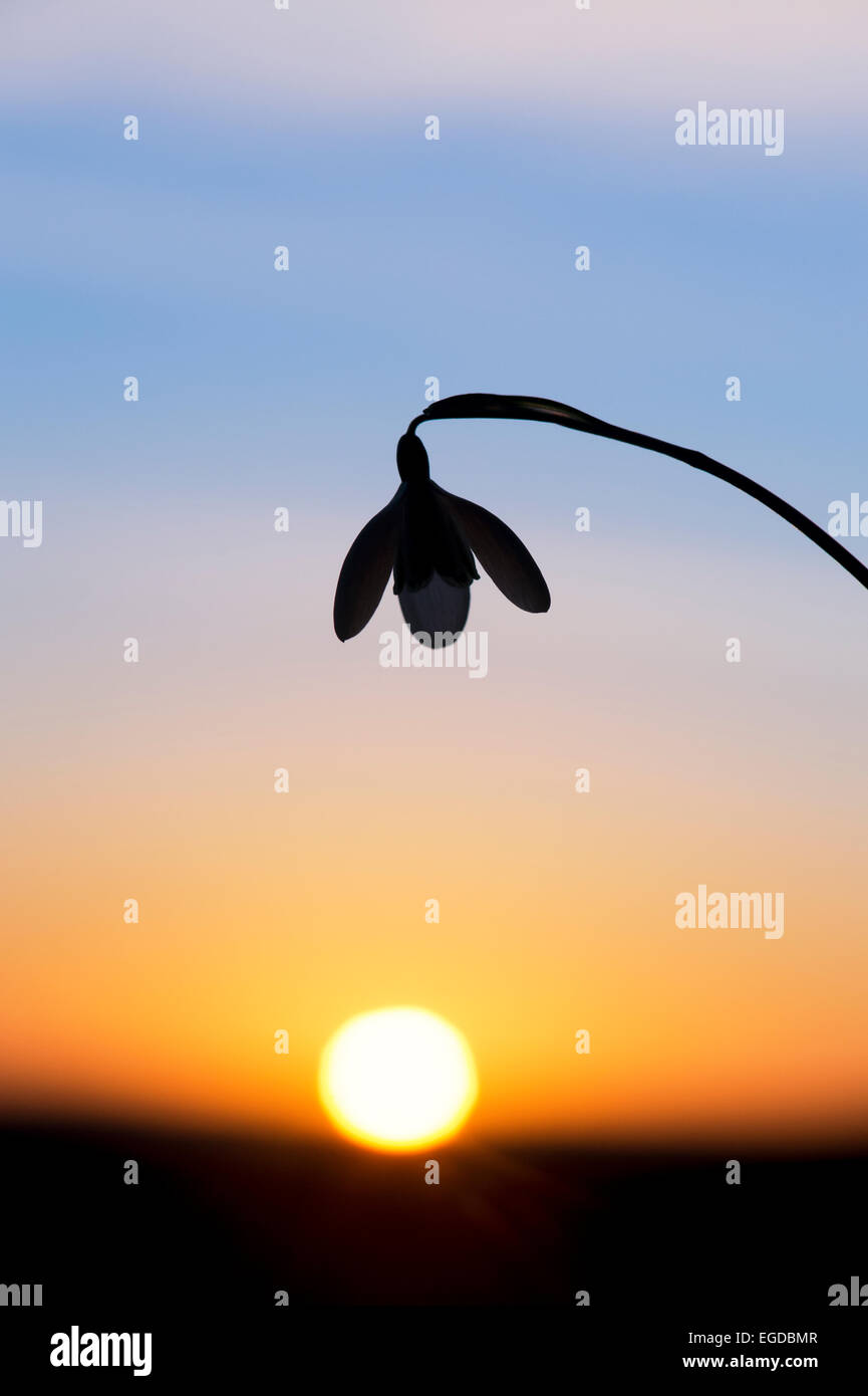 Snowdrop flower against a winter sunrise. Silhouette Stock Photo