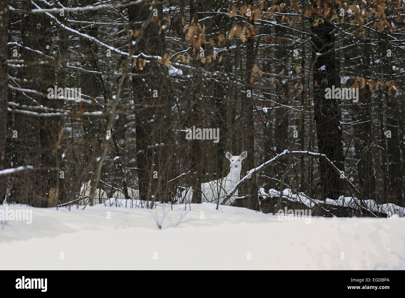 Boulder Junction, Wisconsin, USA. 27th Jan, 2015. An all-white doe moves through the forest. Two of its all-white fawns can be partially seen to the left of the doe. The deer are locally known as ''ghost deer. © Keith R. Crowley/ZUMA Wire/Alamy Live News Stock Photo