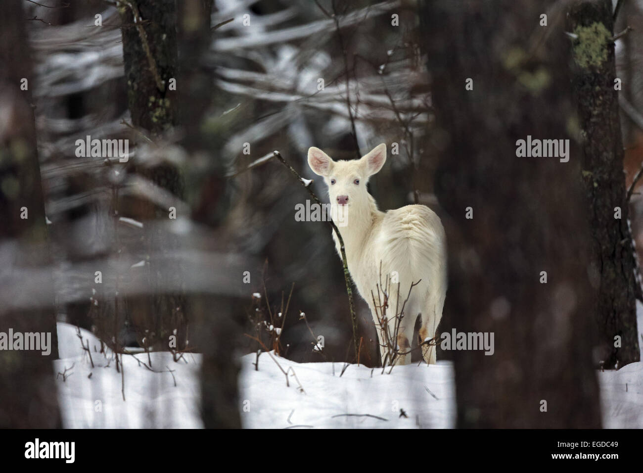 Boulder Junction, Wisconsin, USA. 27th Jan, 2015. An all-white doe pauses in an open area of the forest. The deer are locally known as ''ghost deer.'' Some of these rare animals are true albinos, with pink eyes, noses, and hooves. © Keith R. Crowley/ZUMA Wire/Alamy Live News Stock Photo