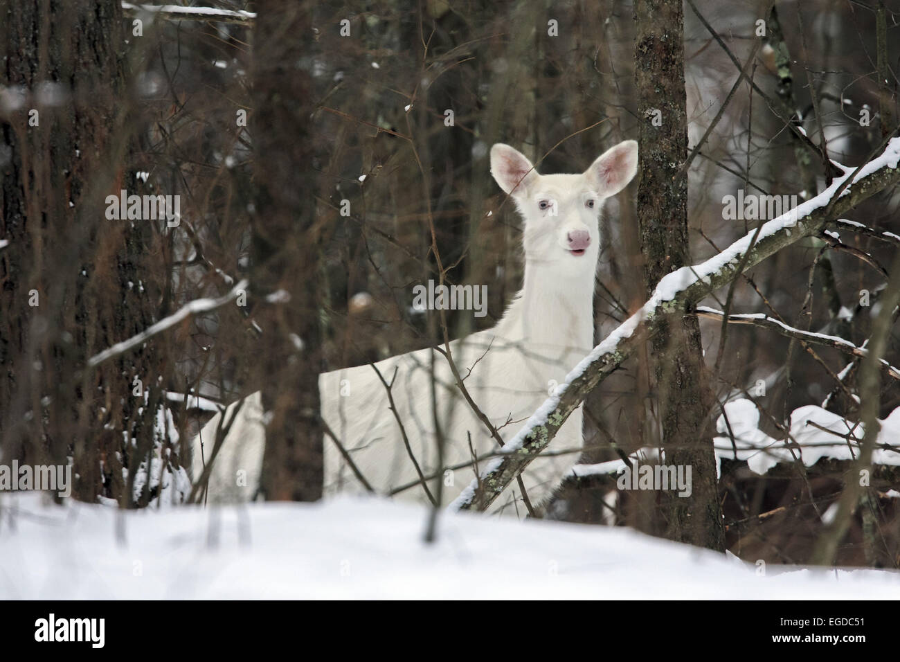 Boulder Junction, Wisconsin, USA. 27th Jan, 2015. An all-white doe moves through the forest. The deer are locally known as ''ghost deer.'' Some of these rare animals are true albinos, with pink eyes, noses, and hooves. © Keith R. Crowley/ZUMA Wire/Alamy Live News Stock Photo