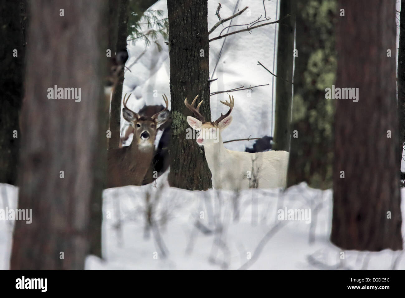 Boulder Junction, Wisconsin, USA. 27th Jan, 2015. An all-white buck stands alongside a normally colored buck in a woodlot in northern Wisconsin. An unusual concentration of the rare deer are found near this small town where the animals are locally known as ''ghost deer. © Keith R. Crowley/ZUMA Wire/Alamy Live News Stock Photo