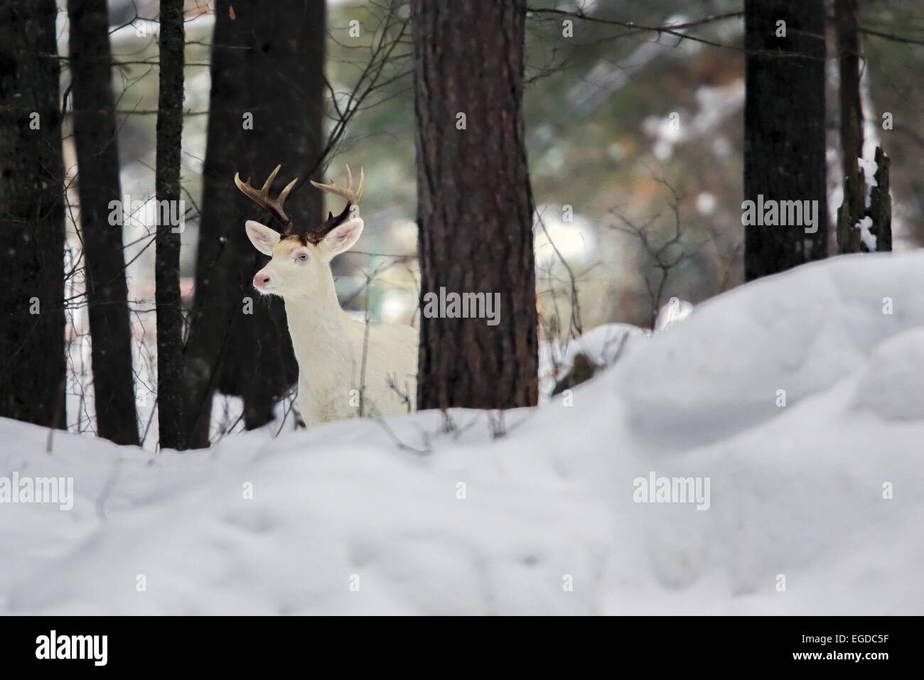 Boulder Junction, Wisconsin, USA. 27th Jan, 2015. An all-white buck stands in a woodlot in northern Wisconsin. An unusual concentration of the rare deer are found near this small town where the animals are locally known as ''ghost deer. © Keith R. Crowley/ZUMA Wire/Alamy Live News Stock Photo
