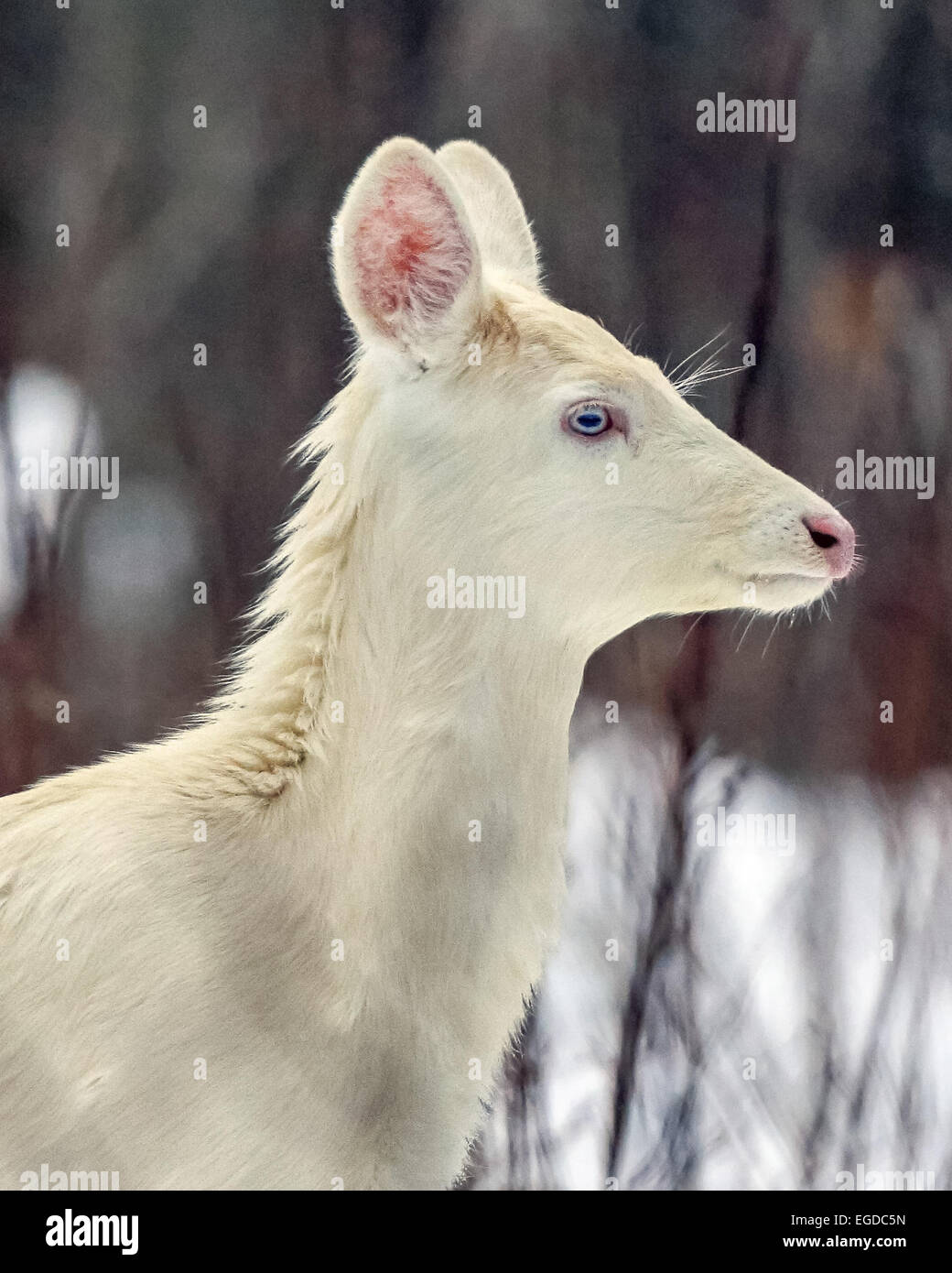 Boulder Junction, Wisconsin, USA. 28th Jan, 2015. An all-white fawn with pale blue eyes stands in a woodlot in northern Wisconsin. An unusual concentration of the rare deer are found near this small town where the animals are locally known as ''ghost deer. © Keith R. Crowley/ZUMA Wire/Alamy Live News Stock Photo
