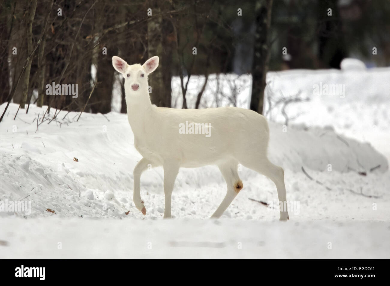Boulder Junction, Wisconsin, USA. 2nd Feb, 2015. An all-white doe pauses in a woodlot in northern Wisconsin. An unusual concentration of the rare deer are found near this small town where the animals are locally known as ''ghost deer. © Keith R. Crowley/ZUMA Wire/Alamy Live News Stock Photo