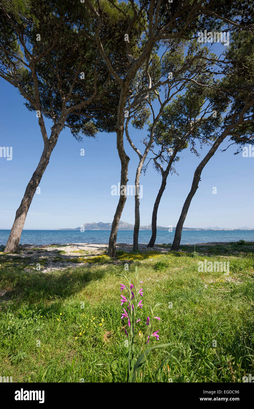 Pine trees along the coast near Pollenca, Majorca, Spain Stock Photo