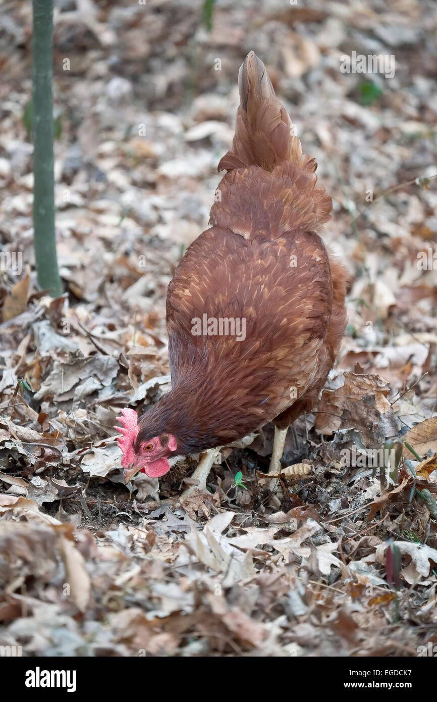 Rhode Island Red Chickens foraging among leaves in wooded area during