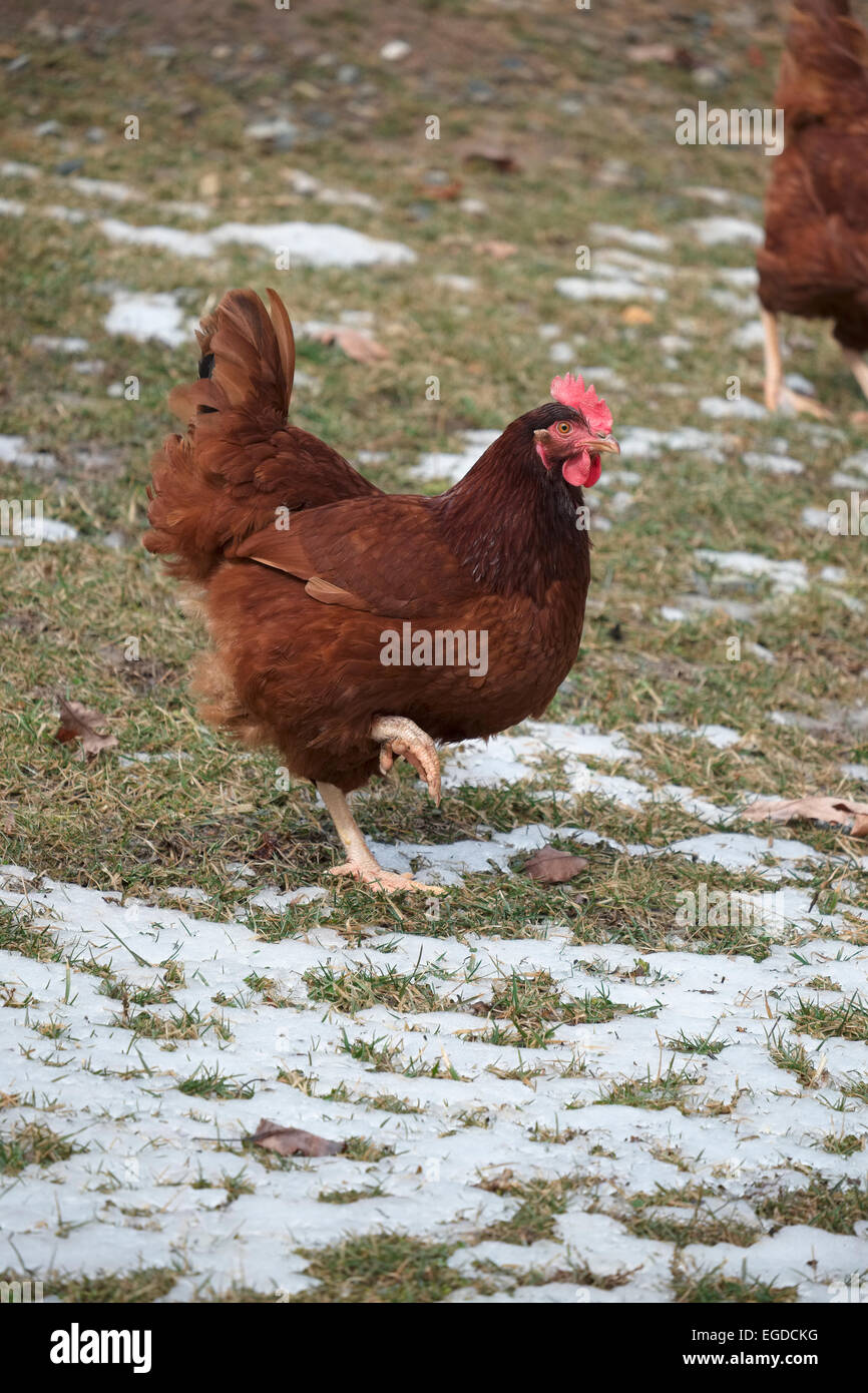Rhode Island Red backyard chickens foraging in melting snow with grass