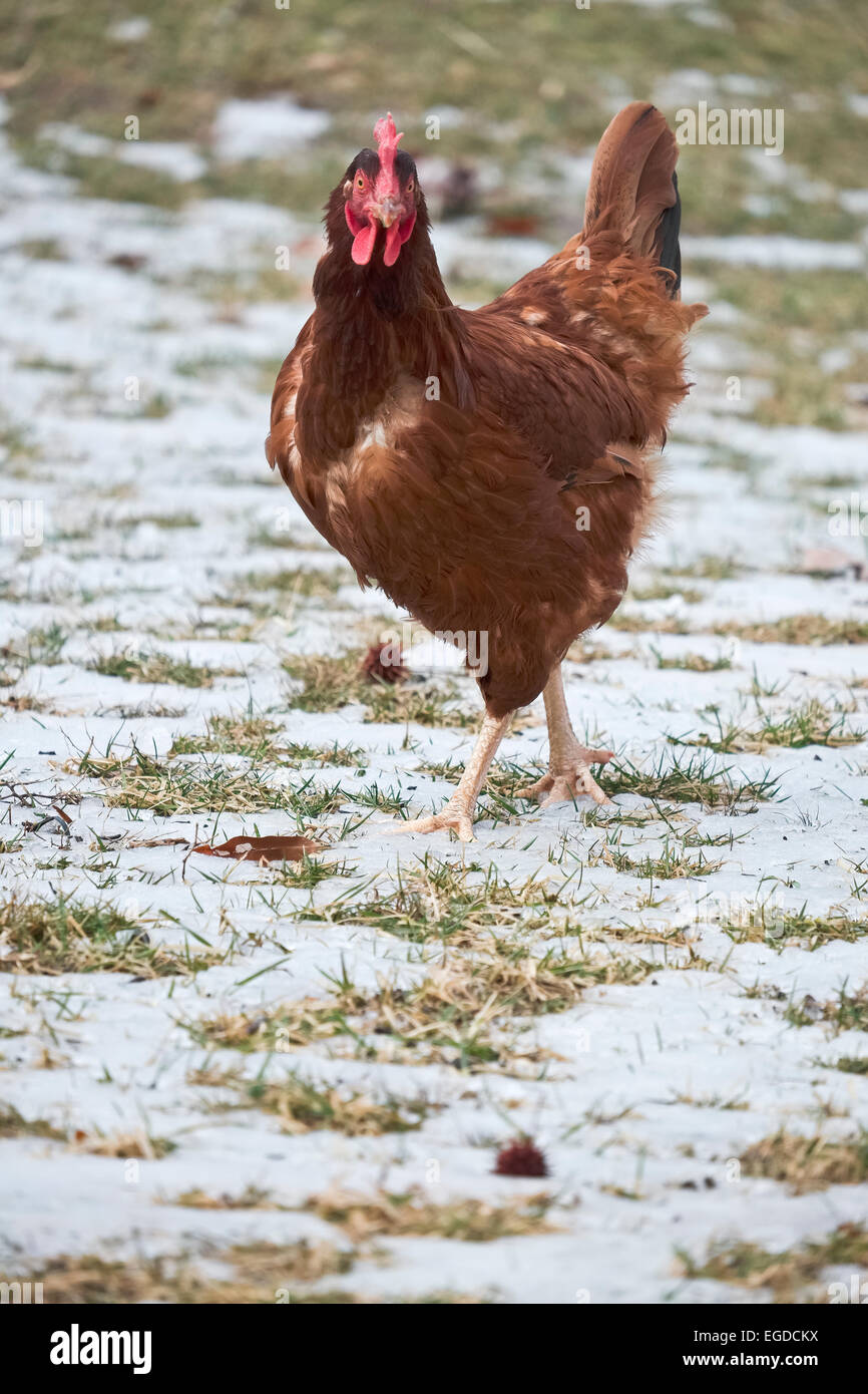 Rhode Island Red Backyard Chickens Foraging In Melting Snow With